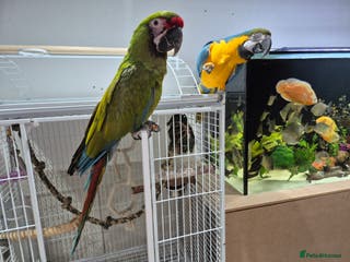Macaws birds Tame Blue and gold macaw and military macaw - Advert 1