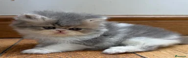 Persian 2