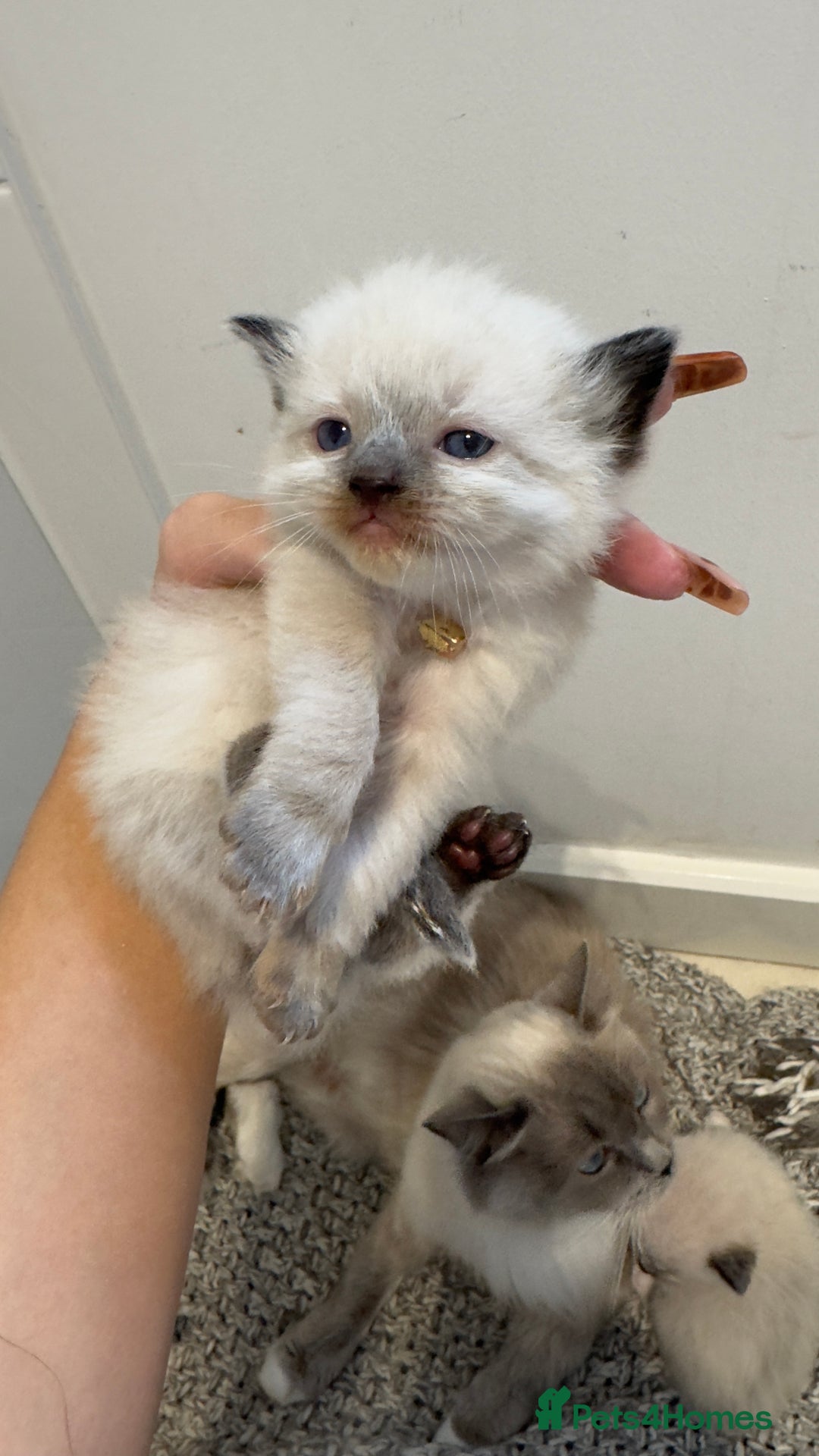 Ragdoll cats for sale: READY TO RESERVE - pedigree Ragdoll Kittens - Image 3