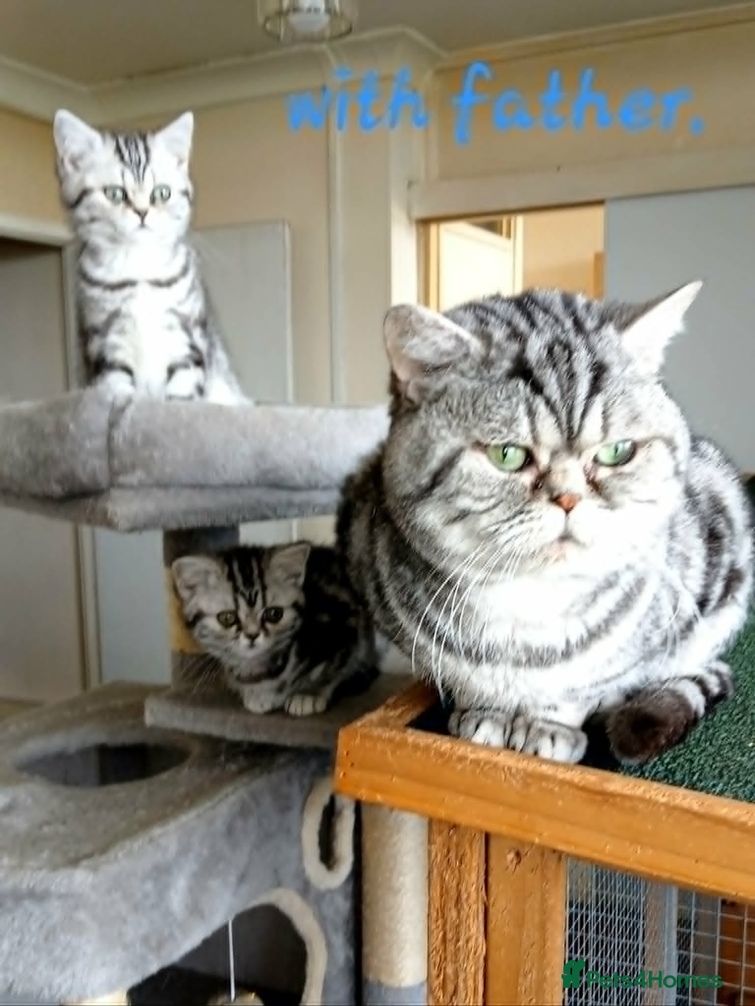British Shorthair cats Bsh .Silver Tabby .As pets only. - Advert 17