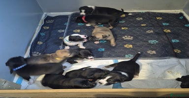 Mixed Breed dogs - Advert 11