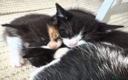 Mixed Breed cats for sale: Adorable kittens for sale - Image 7