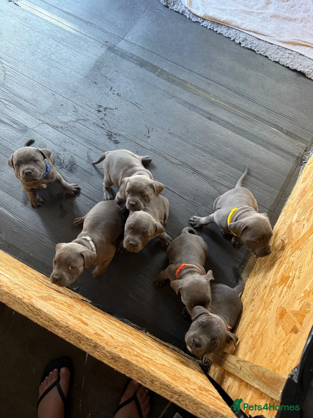 Staffordshire Bull Terrier dogs for sale: Beautiful blue Staffordshire Bull Terrier Puppies  - Advert 1