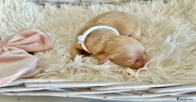 Miniature Dachshund dogs - Advert 3