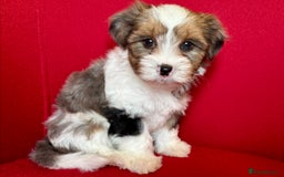 Yorkshire Terrier dogs for sale: Blue Merle Yorkshire terrier Girls (parent tested) - Image 7
