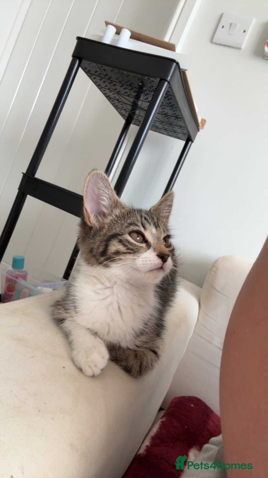 Domestic Shorthair cats Female Domestic Shorthair cat - Advert 1