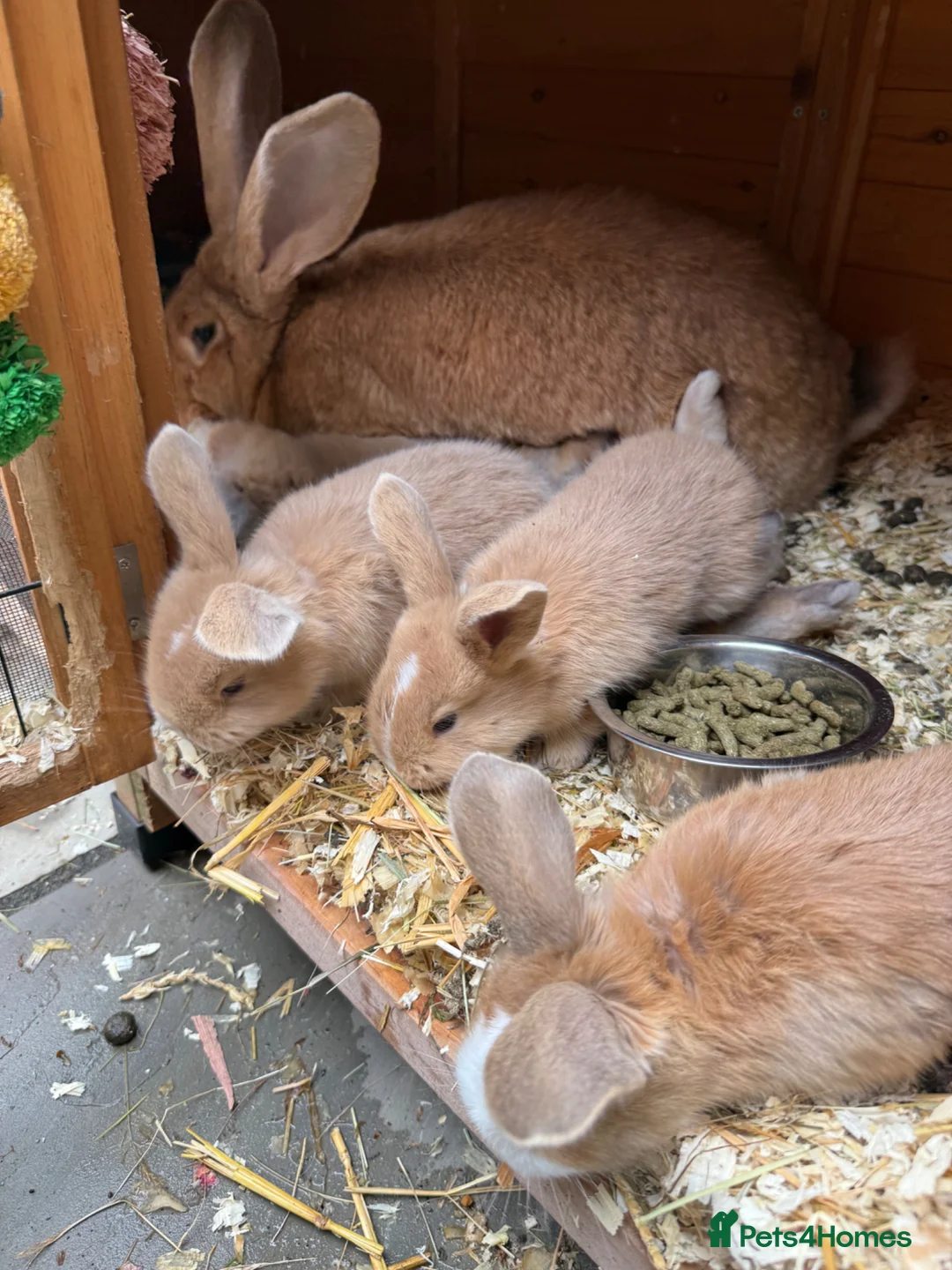 Mixed Breed rabbits for sale: 4x continental giant x French lop bunnies for sale in Sevenoaks - Advert 2