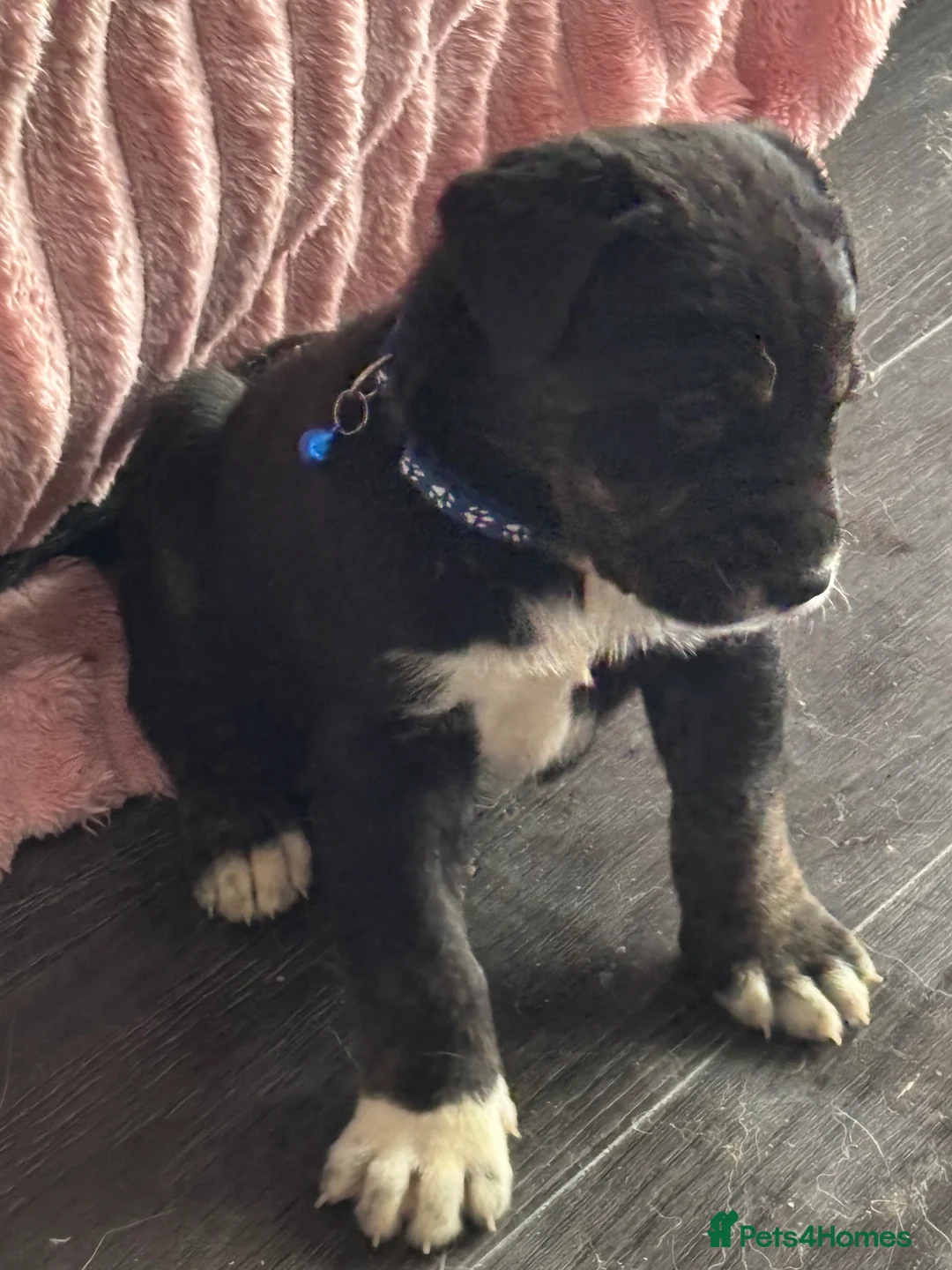 Mixed Breed dogs for sale: 10 beautiful puppies canecorso X huskyakita - Advert 14