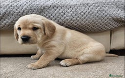 Labrador Retriever dogs for sale: Labrador Puppies red/yellow 26th Oct ready to leav - Image 34