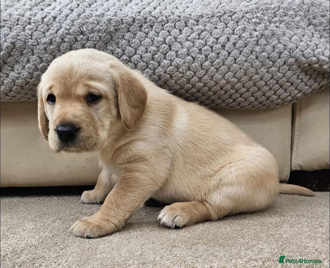 Labrador Retriever dogs for sale: Labrador Puppies red/yellow 26th Oct ready to leav - Image 34