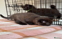 British Longhair cats for sale: Male  British long haired kittens - Image 11
