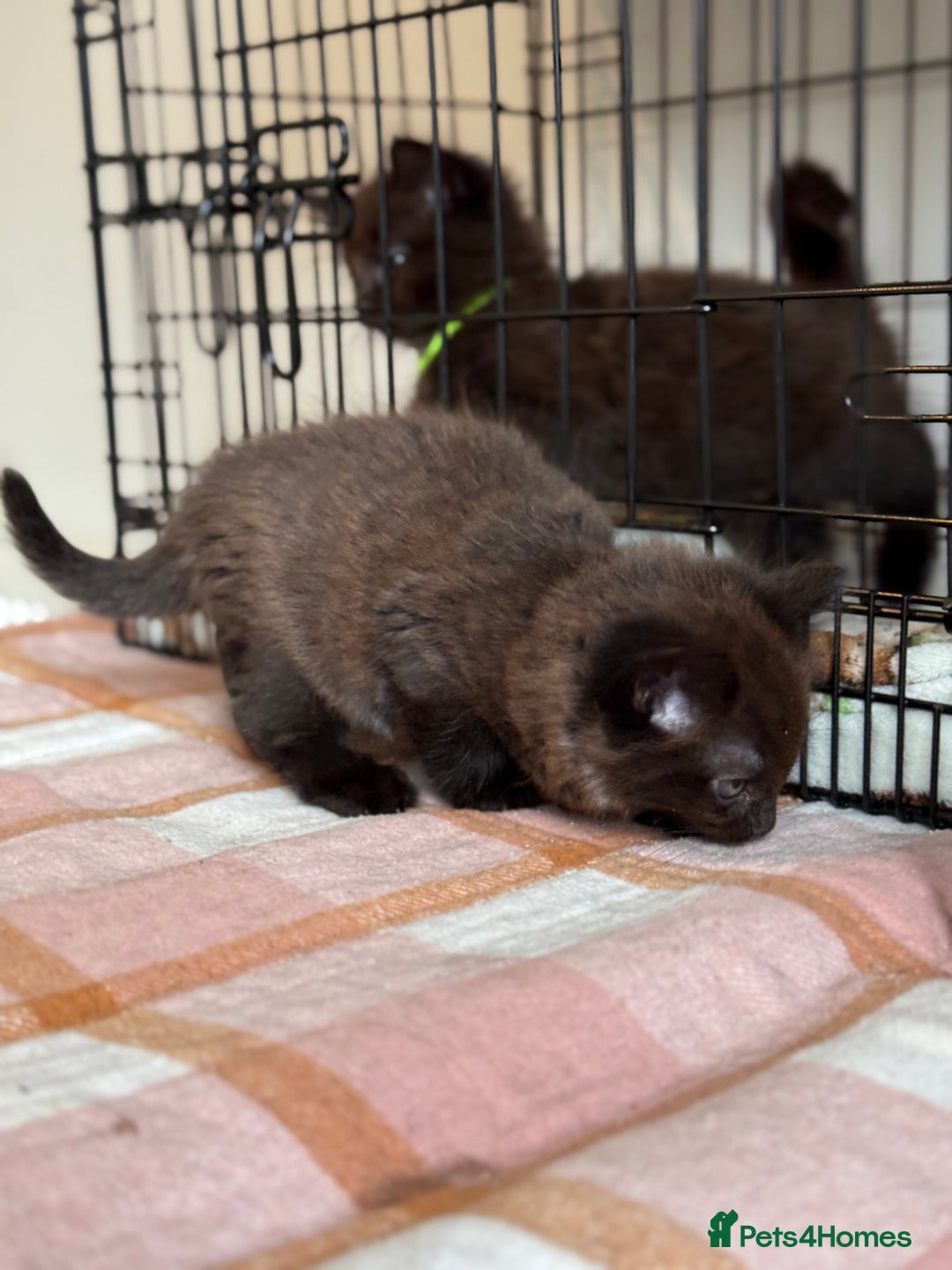 British Longhair cats for sale: Male  British long haired kittens - Image 11