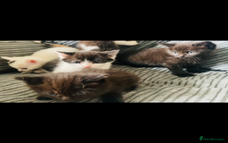 Mixed Breed cats for sale: 8 Adorable Kittens  - Image 14