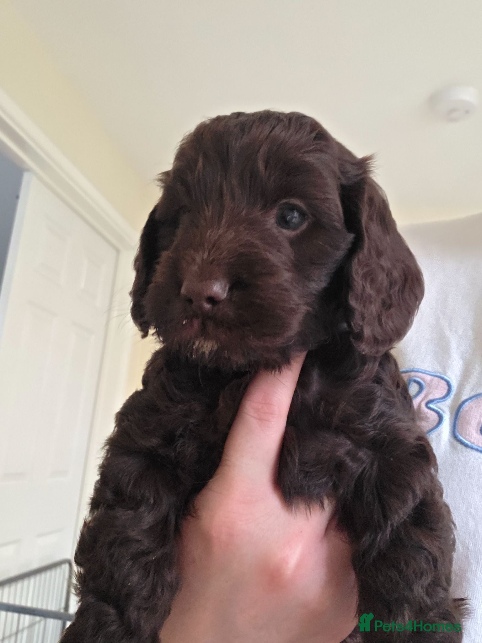 Cockapoo dogs Beautiful Chocolate Cockapoos  - Advert 2