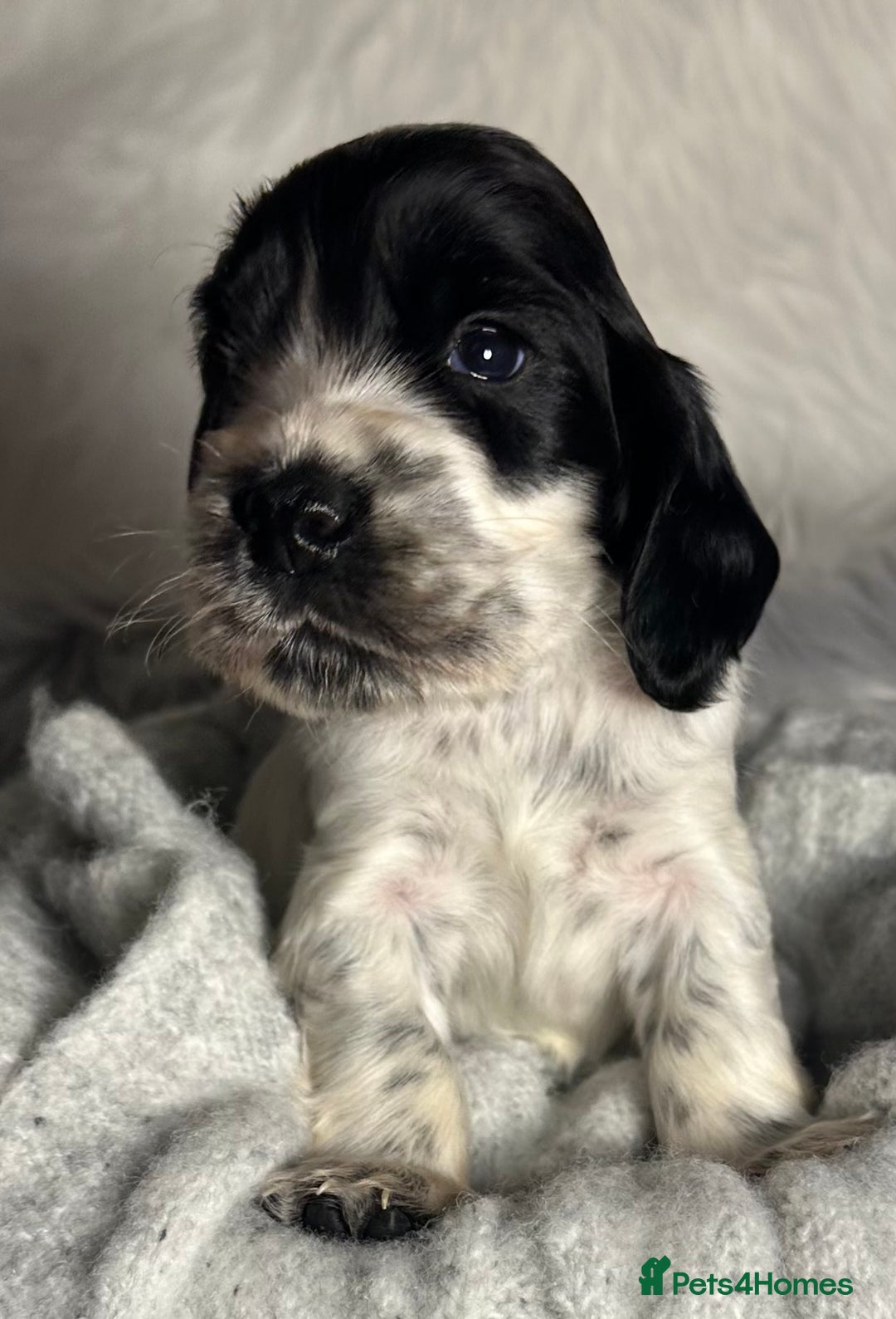 Cocker Spaniel dogs for sale: Show type cocker spaniels - Advert 1