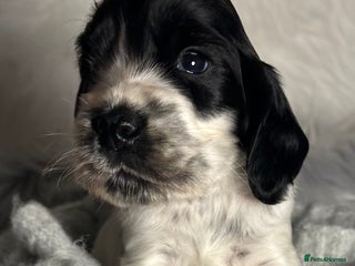 Cocker Spaniel dogs Show type cocker spaniels - Advert 2