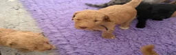Labradoodle dogs for sale: Multigen labradoodle puppies - Advert 22