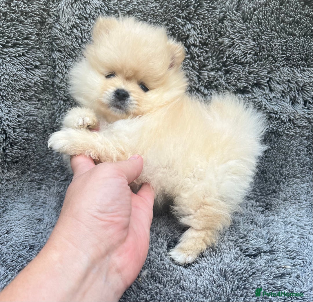 Pomeranian dogs for sale: Pomeranian  puppies  - Image 3