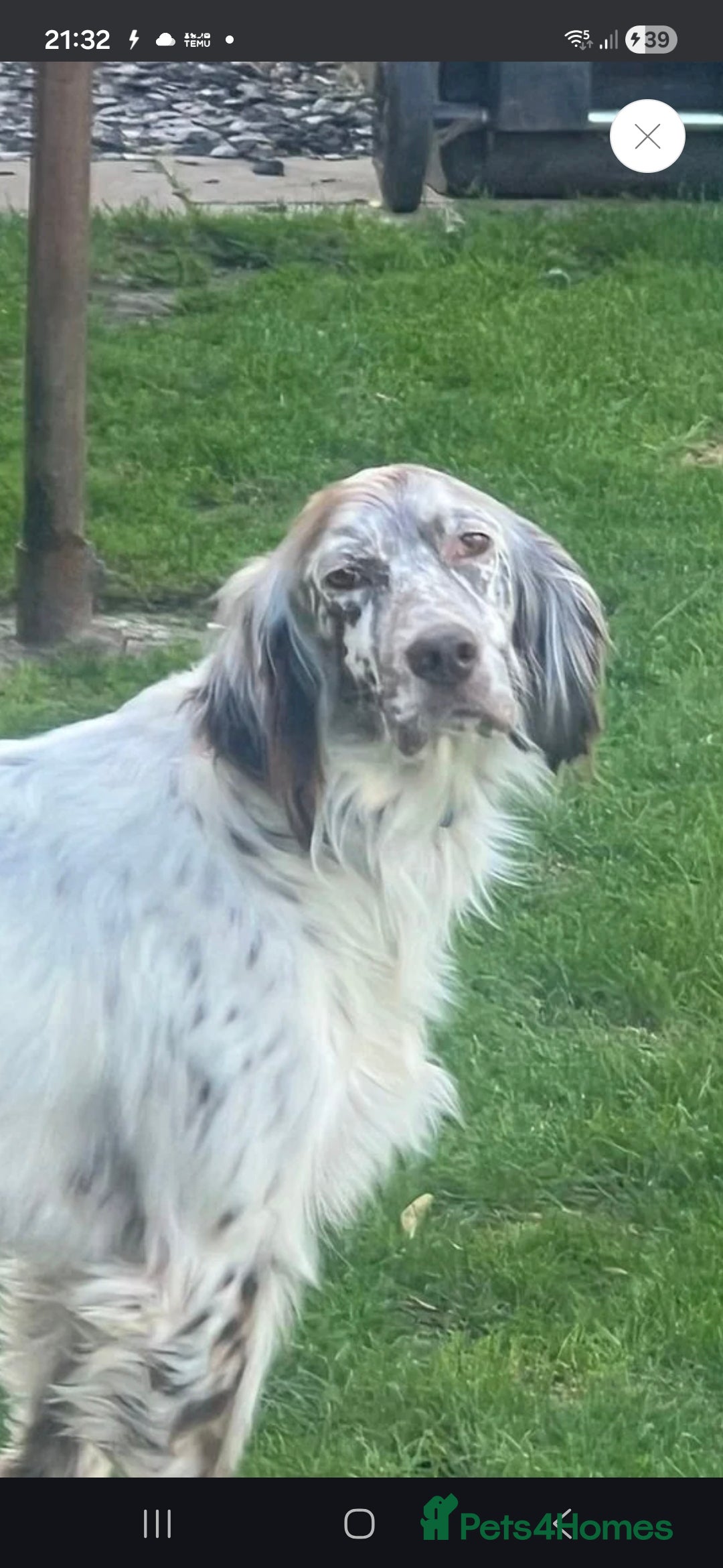 English Setter dogs for adoption: Alfie - Image 4