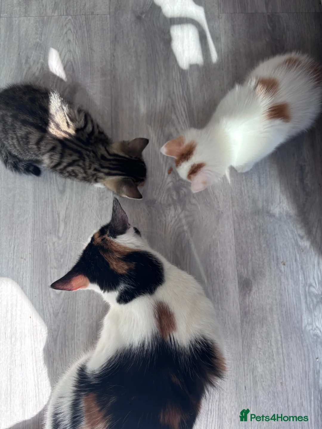 Mixed Breed cats for sale: Adorable White and Ginger Kitten – Very Playful - Advert 2