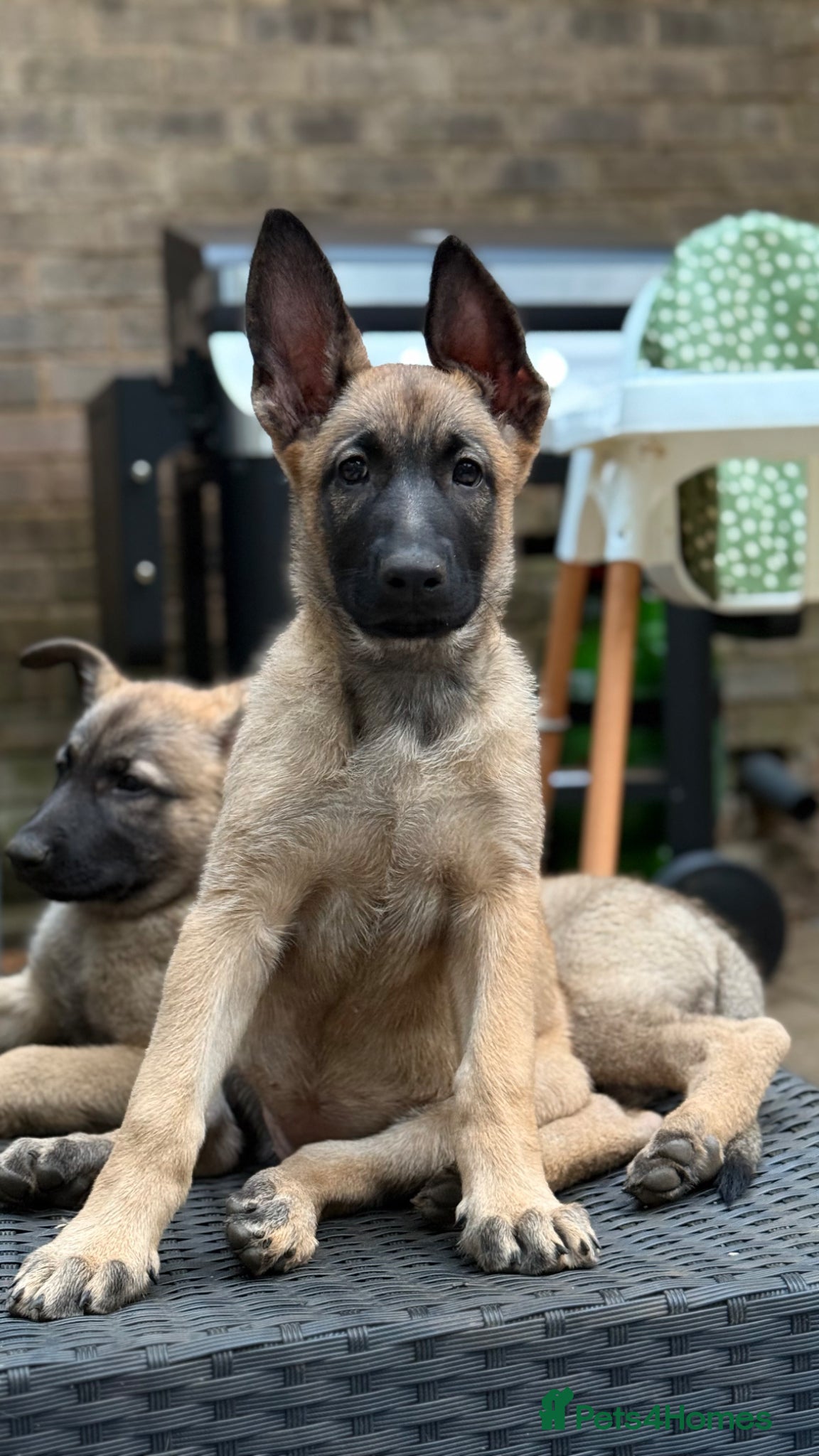 Mixed Breed dogs Incredible Belgian MalinoisxGerman shepherd pups - Advert 5