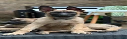 Mixed Breed dogs for sale: Incredible Belgian MalinoisxGerman shepherd pups - Advert 1