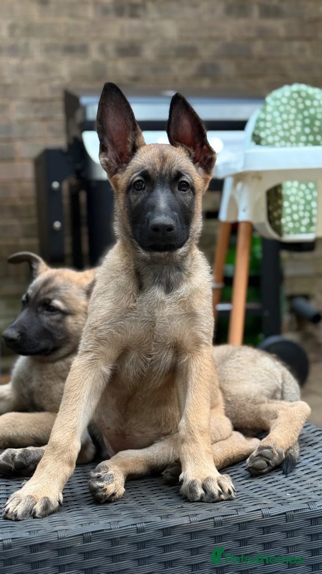 Mixed Breed dogs for sale: Incredible Belgian MalinoisxGerman shepherd pups - Advert 1
