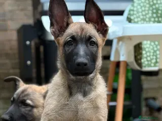 Mixed Breed dogs Incredible Belgian MalinoisxGerman shepherd pups - Advert 5