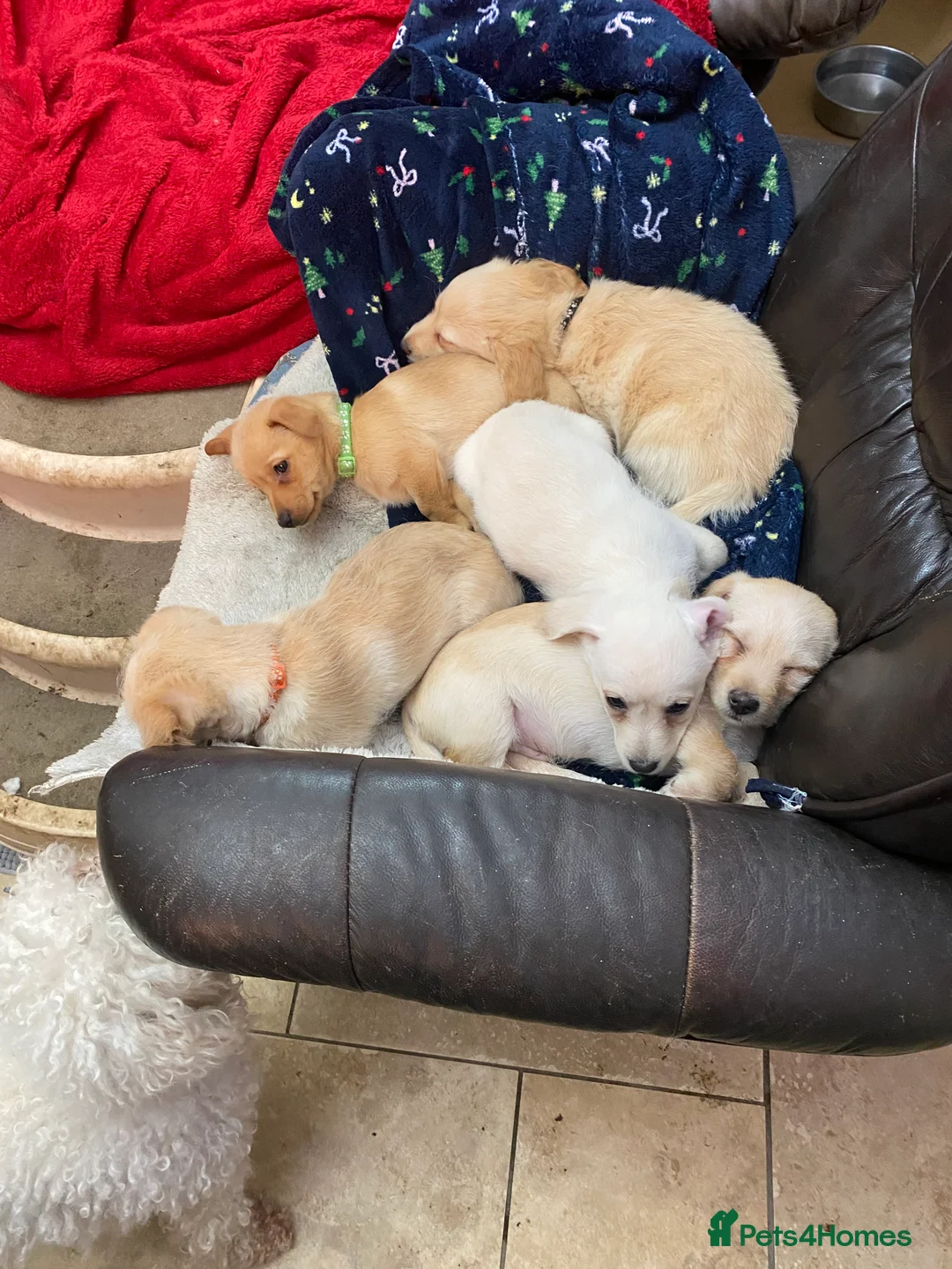 Mixed Breed dogs for sale: Daxie-CHON PUPPIES FOR SALE - Advert 21