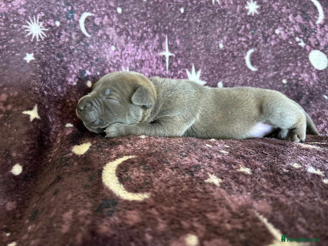 Mixed Breed dogs for sale: Cane Corso x Pocket Bully - Image 2