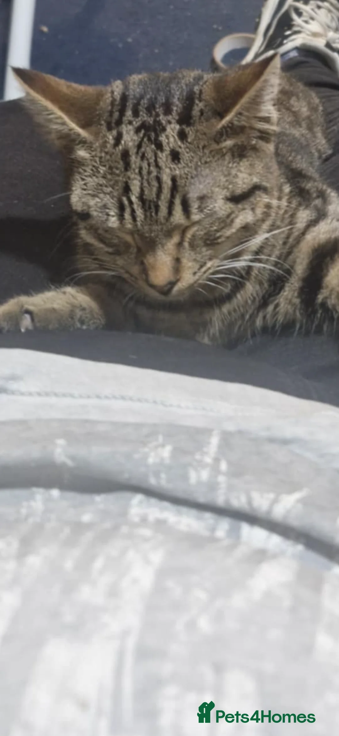 Domestic Shorthair cats for sale: Rescue cats- 60 in total, kittens/ adults🧡🙏 - Advert 12