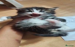 Mixed Breed cats for sale: Ragdoll mixed kittens - Image 11