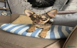 Mixed Breed dogs for sale: Teddy  - Image 1