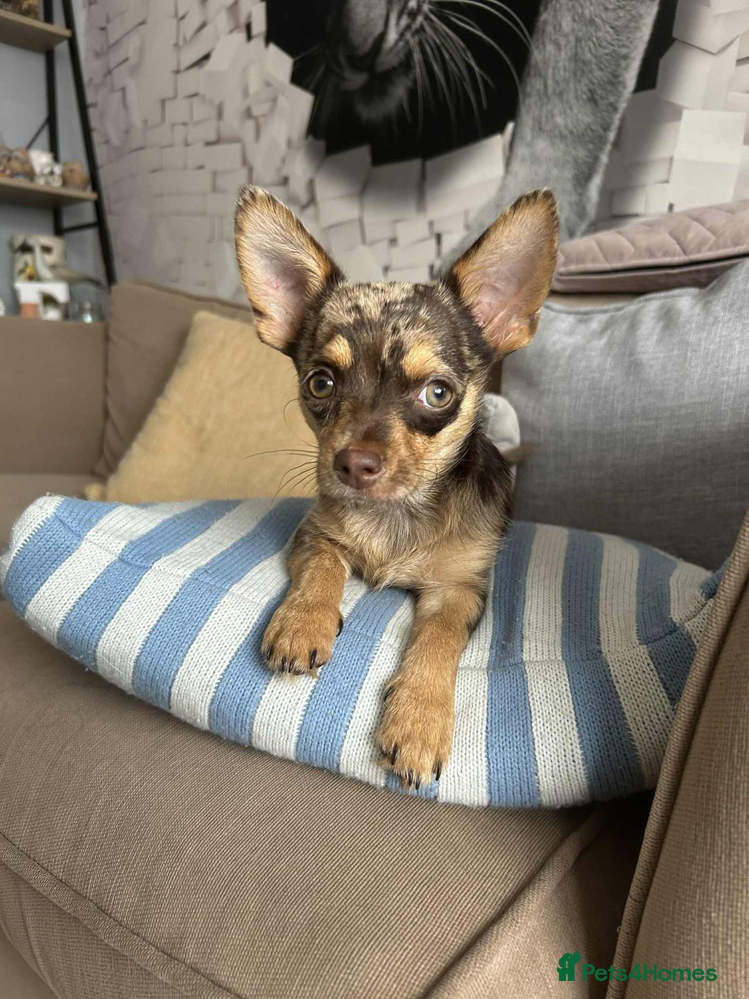 Mixed Breed dogs for sale: Teddy  - Image 1