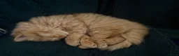 British Longhair cats for sale: 2 Beautiful British Longhair boys  - Advert 4