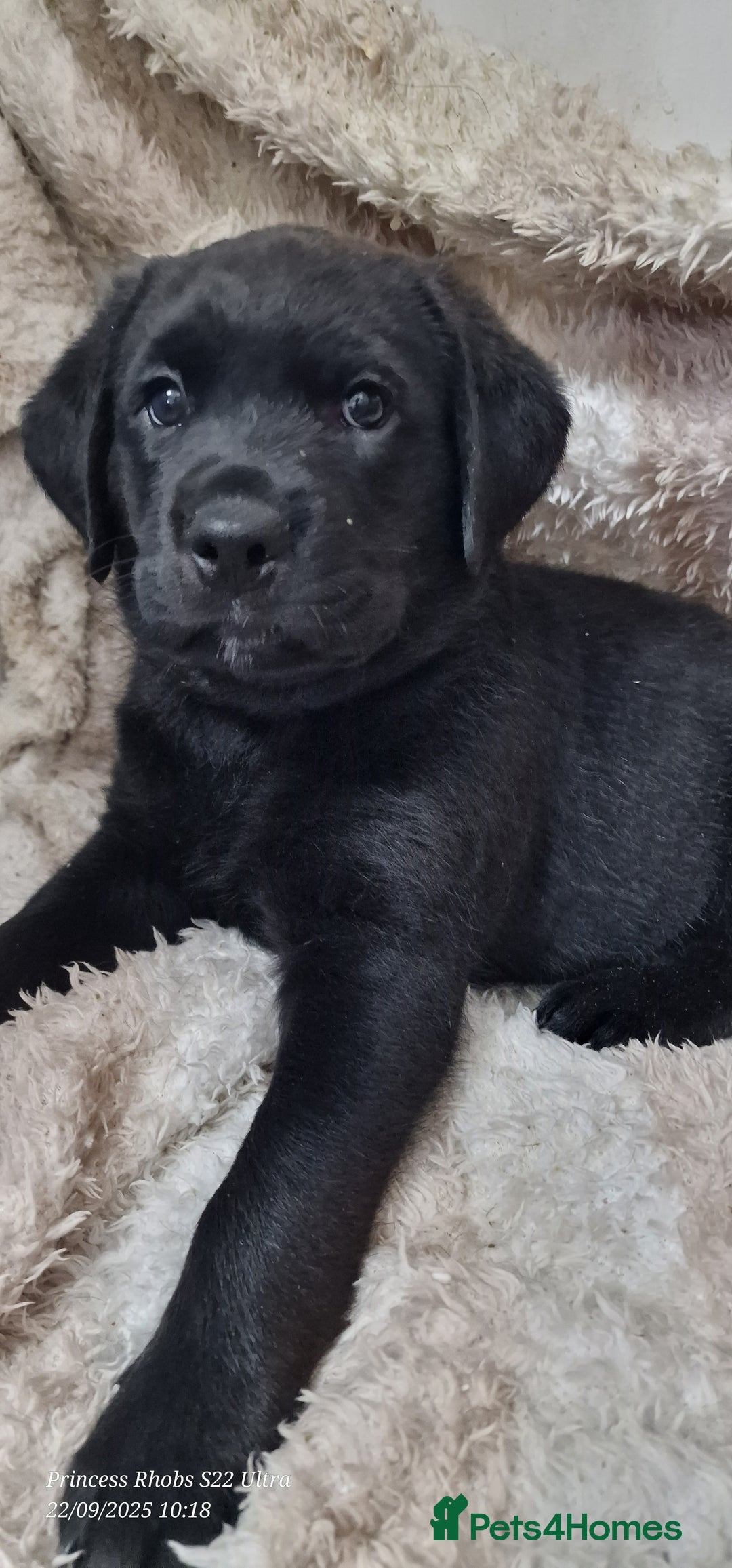 Mixed Breed dogs for sale: Rottador puppies for sale - Image 11