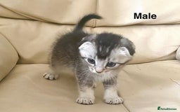Scottish Fold cats for sale: Adorable 8 weeks old Scottish fold kittens! - Image 13