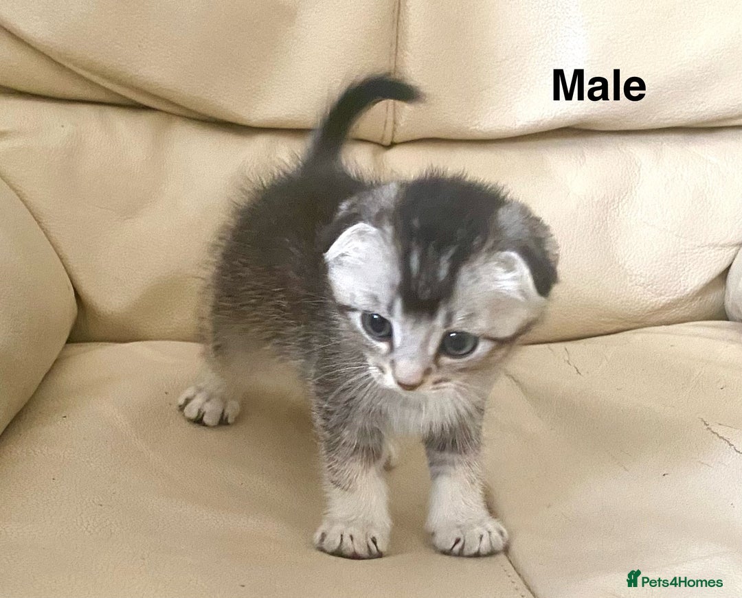 Scottish Fold cats for sale: Adorable 8 weeks old Scottish fold kittens! - Image 13