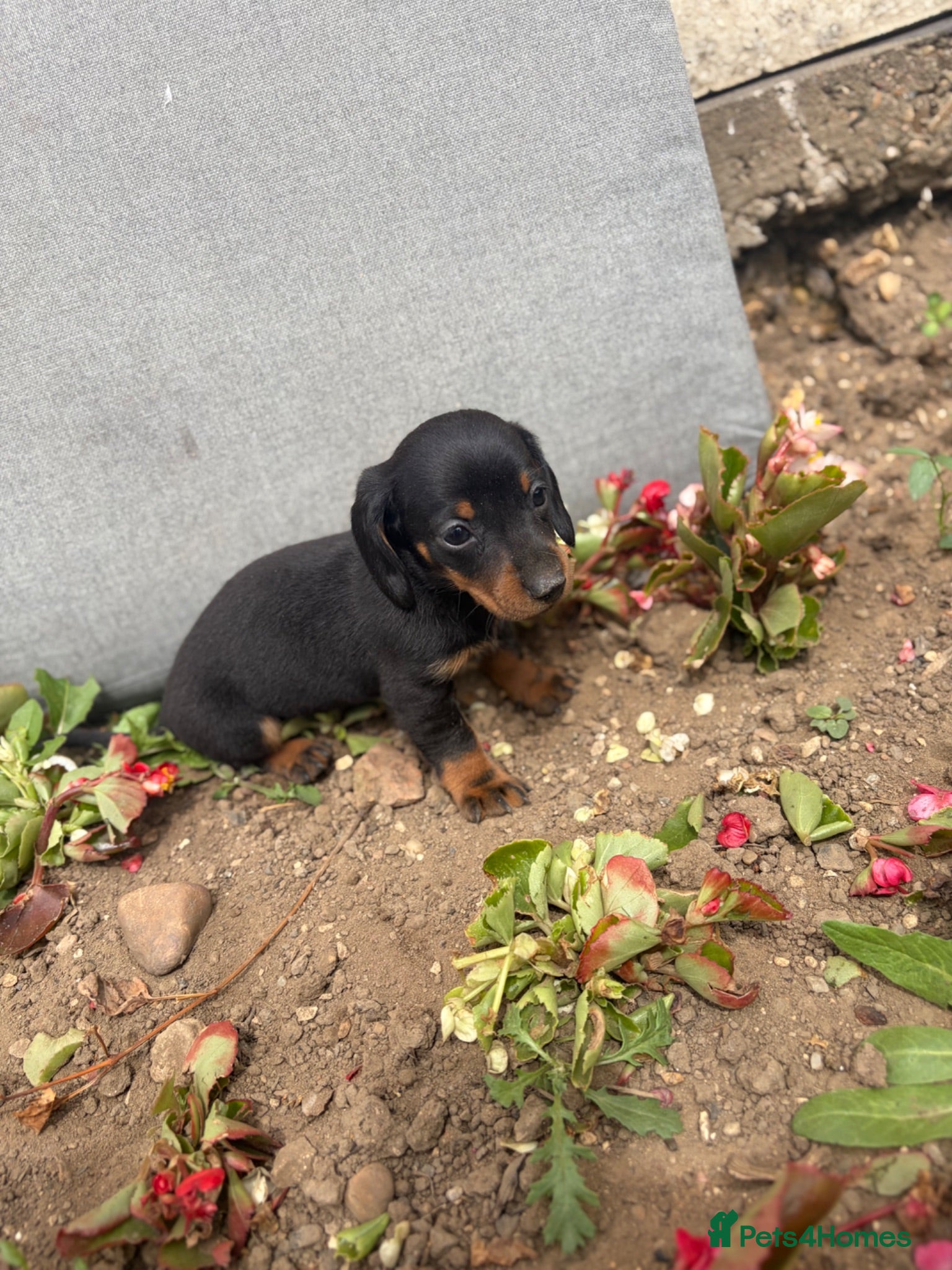 Dachshund dogs dashound’s puppies ready for new homes  - Advert 6