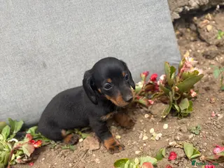 Dachshund dogs dashound’s puppies ready for new homes - Advert 6