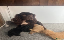 Cockapoo dogs for sale: 5 beautiful F1 cockerpoos  - Image 7