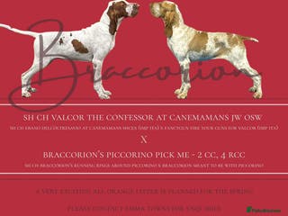 Bracco Italiano dogs Top Breeder 2021,22,22,24 & 2025 🌟🌟🌟🌟🌟 - Advert 1