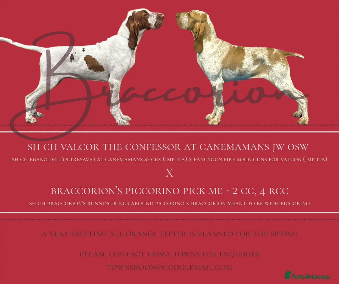 Bracco Italiano dogs for sale: Top Breeder 2021,22,22,24 & 2025 🌟🌟🌟🌟🌟 - Advert 1