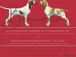 Bracco Italiano dogs Top Breeder 2021,22,22,24 & 2025 🌟🌟🌟🌟🌟 - Advert 2