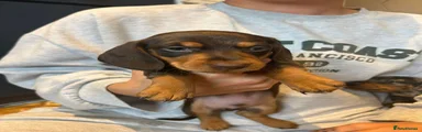Miniature Dachshund 1