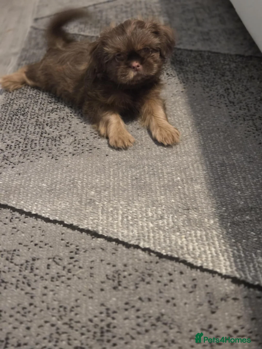 Shih Tzu dogs for sale: Imperial shih tzu  - Advert 6