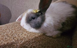 Mini Lion Lop rabbits for sale: Litter of mini lion lop rabbits - Image 2