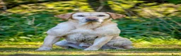 Labrador Retriever dogs for stud: Yellow Labrador Stud - Harry - Advert 3