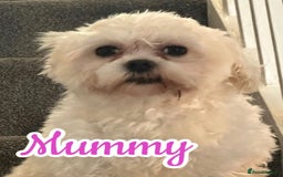 Mixed Breed dogs for sale: 🐾 Adorable Puppies Ready for Forever Homes 🐾 - Advert 3