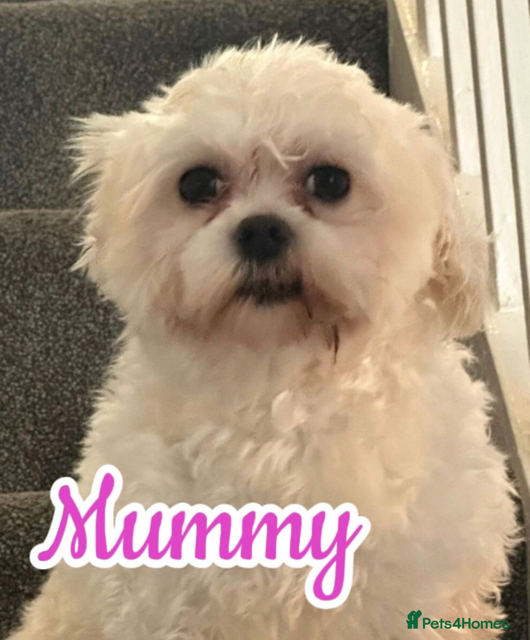 Mixed Breed dogs for sale: 🐾 Adorable Puppies Ready for Forever Homes 🐾 - Advert 3